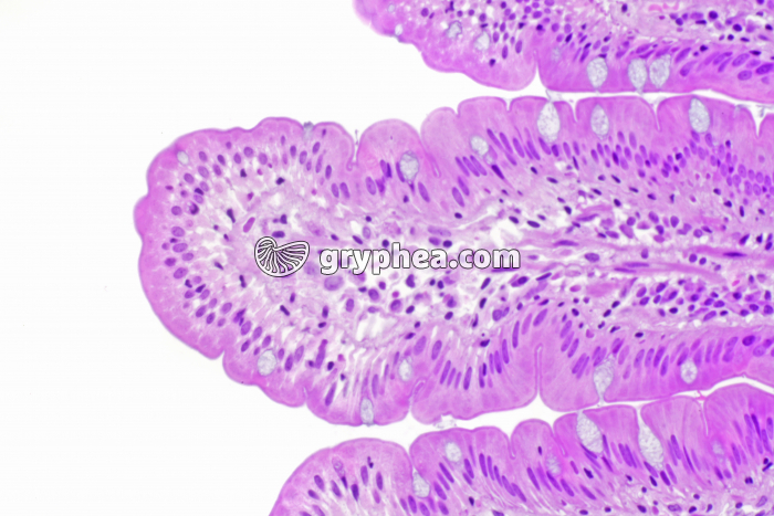 Muqueuse intestinale x100 - gryphea.org